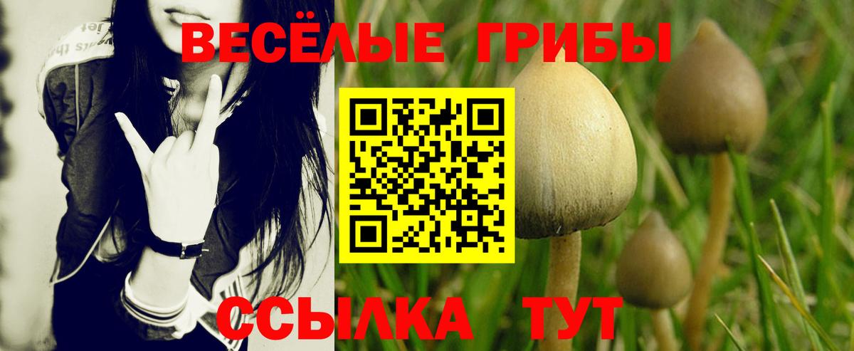 Галлюциногенные грибы Cubensis Россия